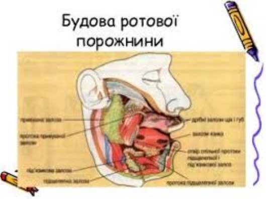 будова ротової порожнини